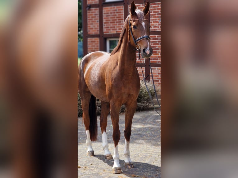 Weitere Warmblüter Stute 4 Jahre 170 cm Dunkelfuchs in Warendorf