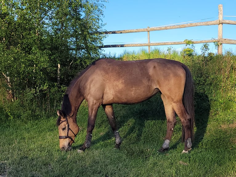 Weitere Warmblüter Mix Stute 4 Jahre 172 cm Buckskin in Wieżyca