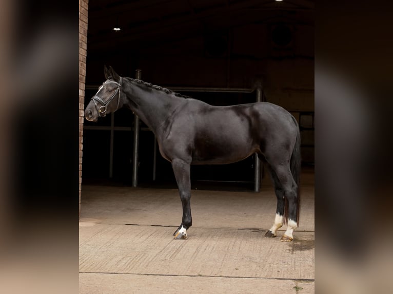 Weitere Warmblüter Stute 4 Jahre Rappe in Hereford Weitere Warmblüter Stute 4 Jahre Rappe in Hereford