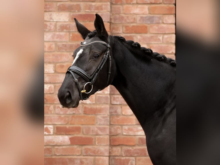 Weitere Warmblüter Stute 4 Jahre Rappe in Hereford Weitere Warmblüter Stute 4 Jahre Rappe in Hereford