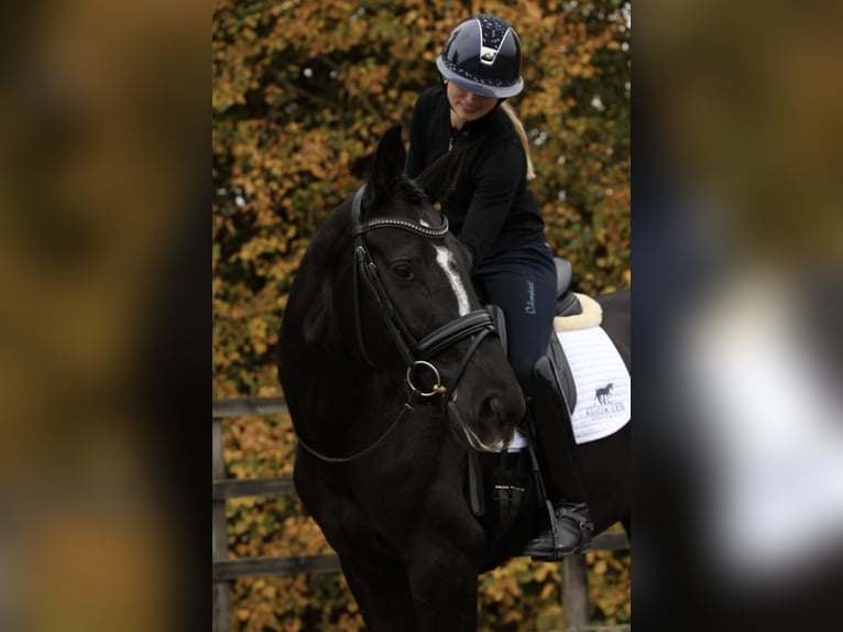 Weitere Warmblüter Stute 4 Jahre Rappe in Hereford Weitere Warmblüter Stute 4 Jahre Rappe in Hereford