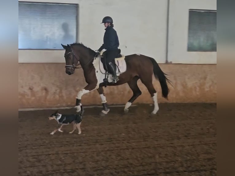 Weitere Warmblüter Stute 4 Jahre Schecke in Kottingbrunn
