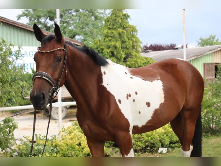 Weitere Warmblüter Stute 4 Jahre Schecke in Kottingbrunn