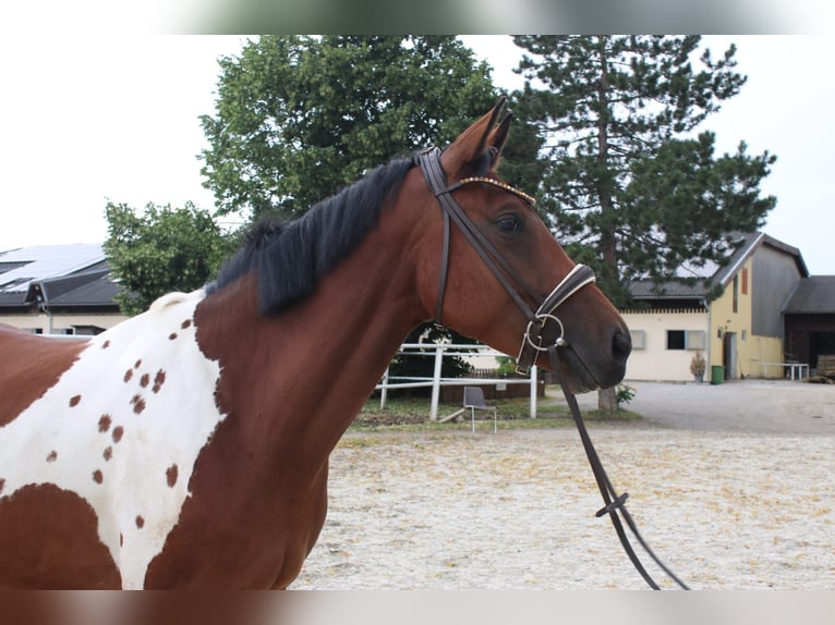Weitere Warmblüter Stute 4 Jahre Schecke in Kottingbrunn