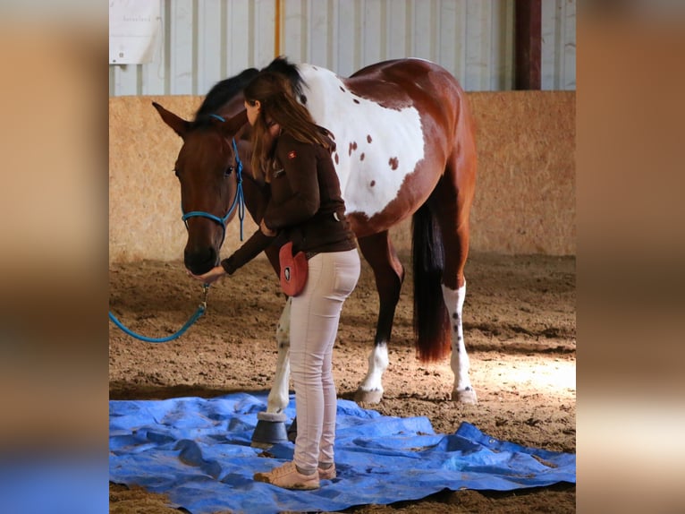 Weitere Warmblüter Stute 4 Jahre Schecke in Kottingbrunn