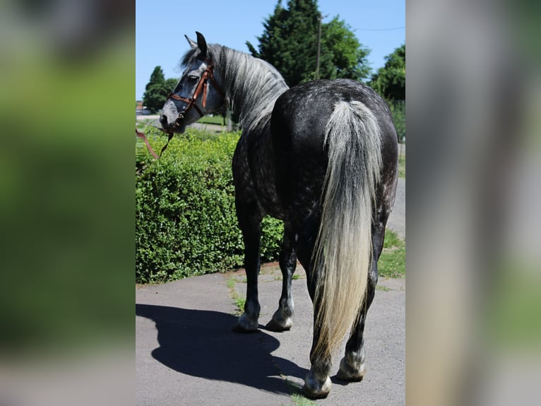 Weitere Warmblüter Stute 5 Jahre 150 cm Apfelschimmel in Békés