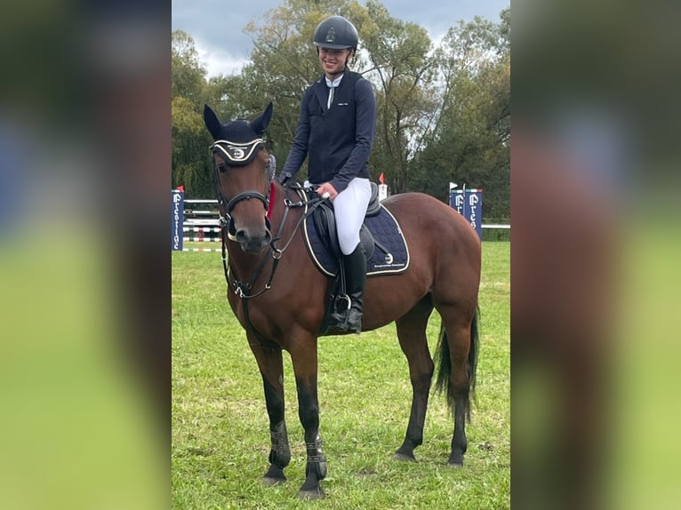 Weitere Warmblüter Stute 5 Jahre 152 cm Brauner in Straubing