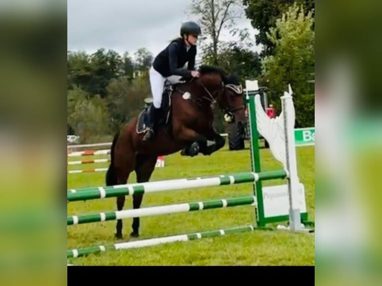 Weitere Warmblüter Stute 5 Jahre 152 cm Brauner in Straubing