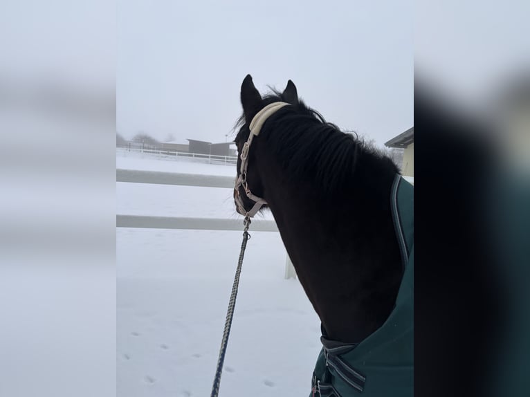 Weitere Warmblüter Stute 5 Jahre 152 cm Dunkelbrauner in Holsthum