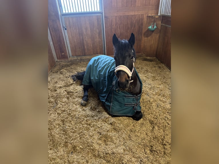 Weitere Warmblüter Stute 5 Jahre 152 cm Dunkelbrauner in Holsthum
