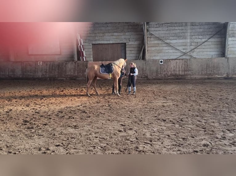 Weitere Warmblüter Stute 5 Jahre 153 cm Palomino in Euskirchen