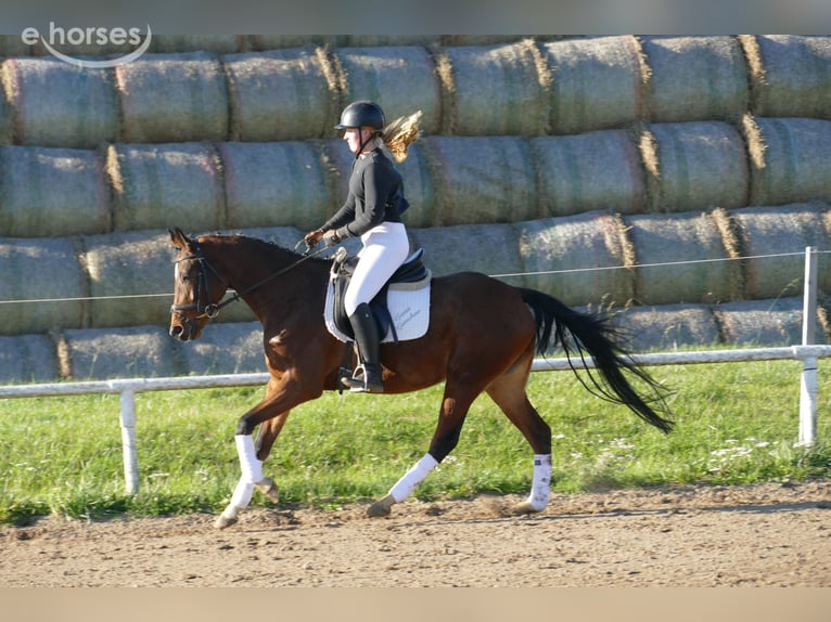 Weitere Warmblüter Stute 5 Jahre 155 cm Brauner in Ganschow