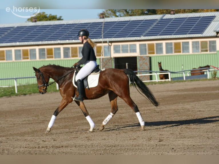 Weitere Warmblüter Stute 5 Jahre 155 cm Brauner in Ganschow