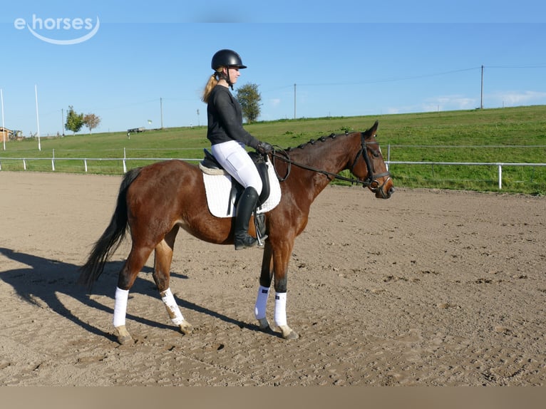 Weitere Warmblüter Stute 5 Jahre 155 cm Brauner in Ganschow