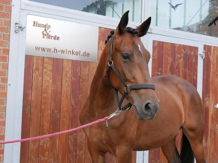 Weitere Warmblüter Mix Stute 5 Jahre 155 cm in Dorsten