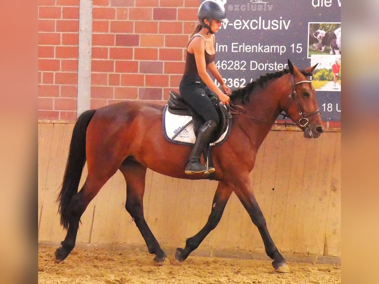 Weitere Warmblüter Mix Stute 5 Jahre 155 cm in Dorsten