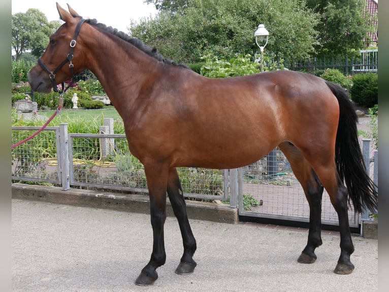 Weitere Warmblüter Mix Stute 5 Jahre 155 cm in Dorsten