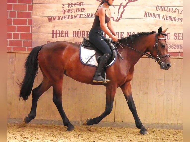 Weitere Warmblüter Mix Stute 5 Jahre 155 cm in Dorsten