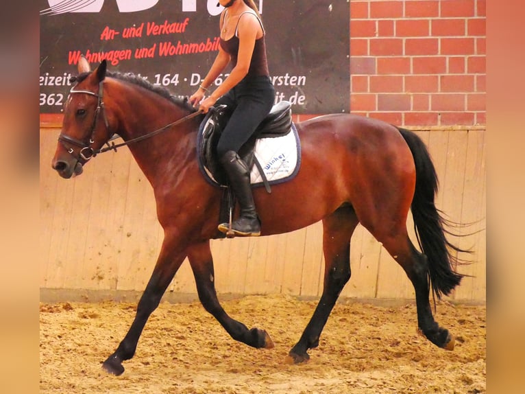 Weitere Warmblüter Mix Stute 5 Jahre 155 cm in Dorsten