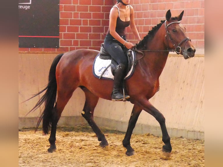 Weitere Warmblüter Mix Stute 5 Jahre 155 cm in Dorsten
