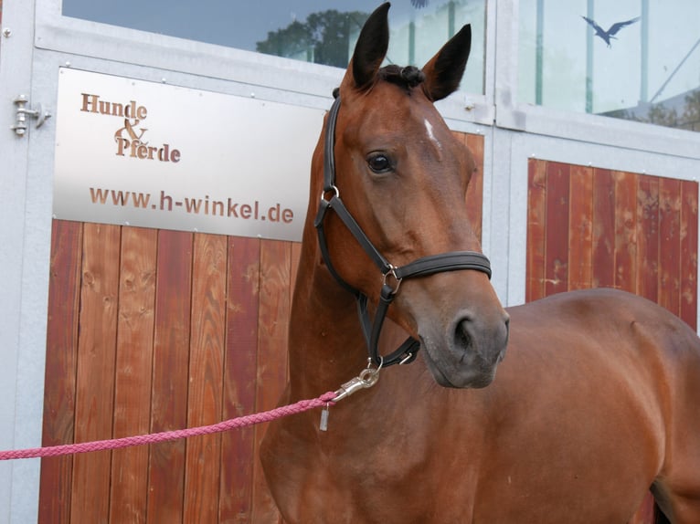 Weitere Warmblüter Mix Stute 5 Jahre 155 cm in Dorsten