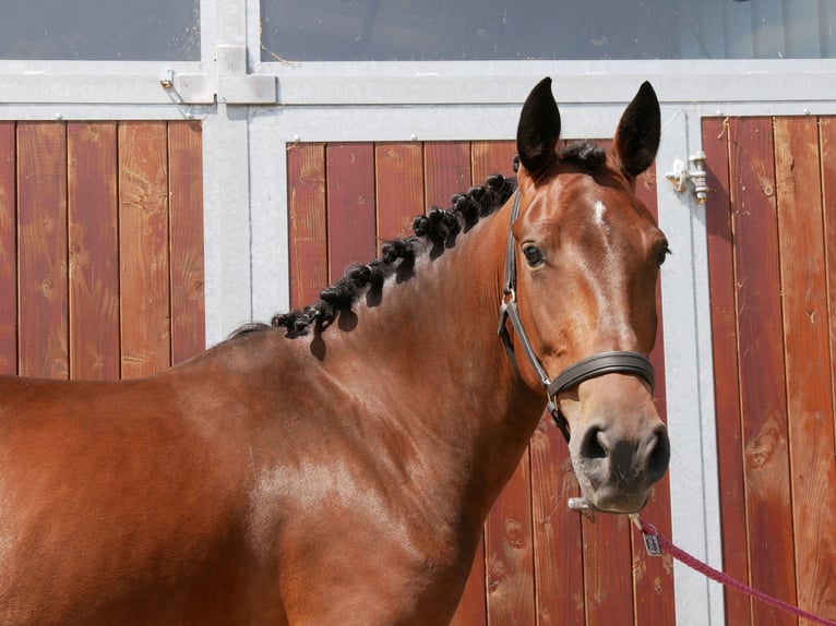 Weitere Warmblüter Mix Stute 5 Jahre 155 cm in Dorsten