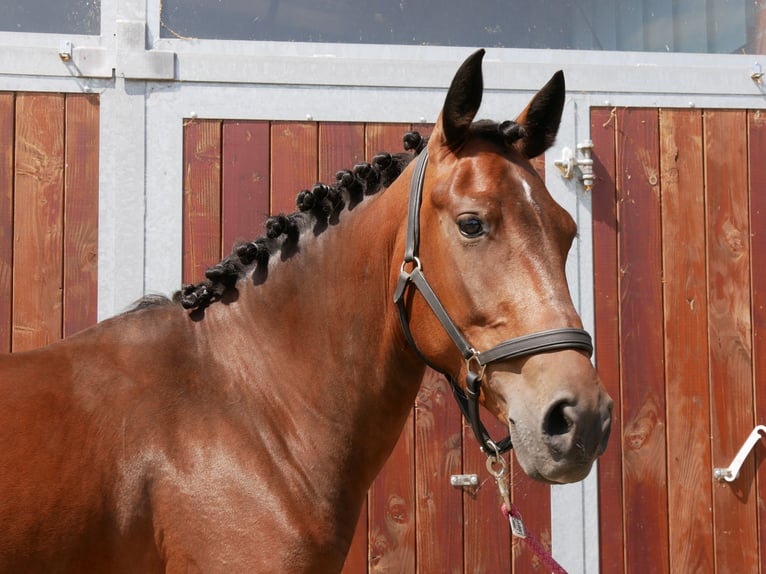 Weitere Warmblüter Mix Stute 5 Jahre 155 cm in Dorsten