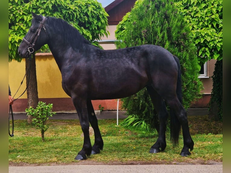Weitere Warmblüter Stute 5 Jahre 155 cm Rappe in B&#xE9;k&#xE9;scsaba