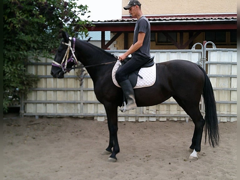 Weitere Warmblüter Stute 5 Jahre 155 cm Rappe in Buttst&#xE4;dt