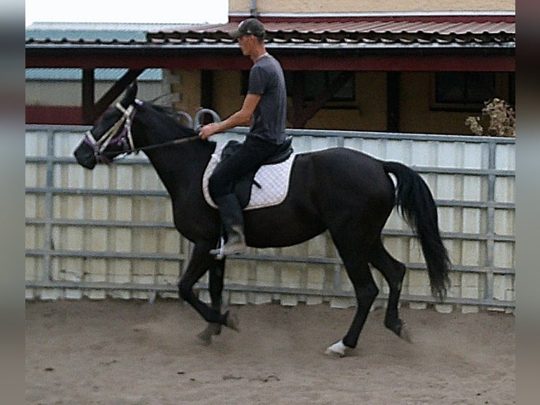Weitere Warmblüter Stute 5 Jahre 155 cm Rappe in Buttst&#xE4;dt