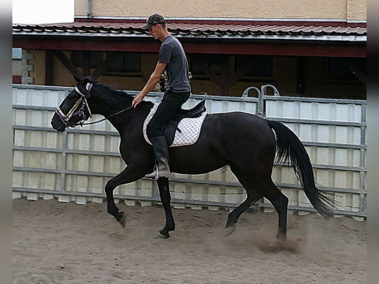 Weitere Warmblüter Stute 5 Jahre 155 cm Rappe in Buttst&#xE4;dt