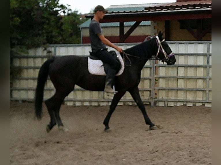 Weitere Warmblüter Stute 5 Jahre 155 cm Rappe in Buttst&#xE4;dt