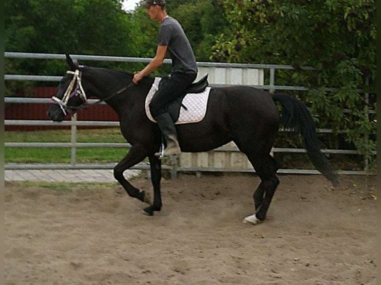 Weitere Warmblüter Stute 5 Jahre 155 cm Rappe in Buttst&#xE4;dt