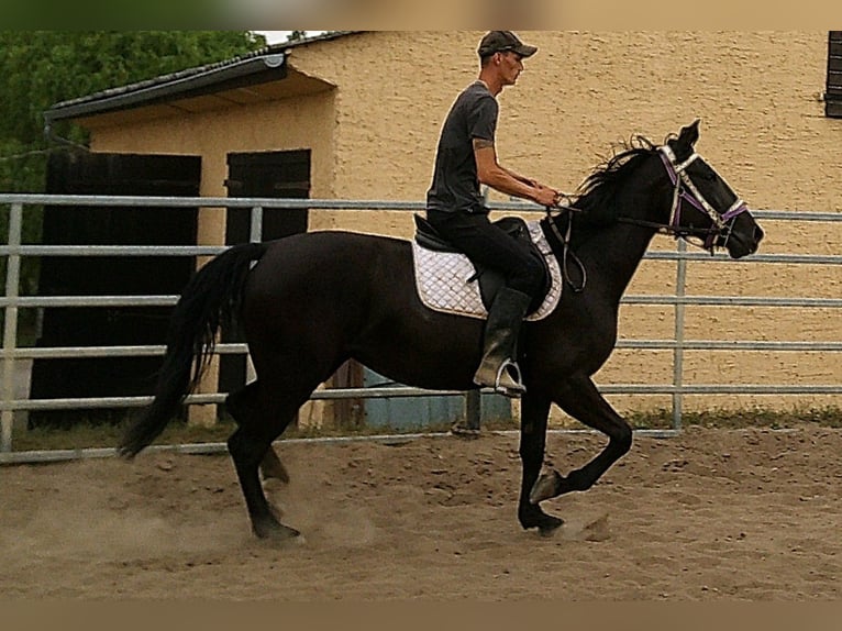 Weitere Warmblüter Stute 5 Jahre 155 cm Rappe in Buttst&#xE4;dt