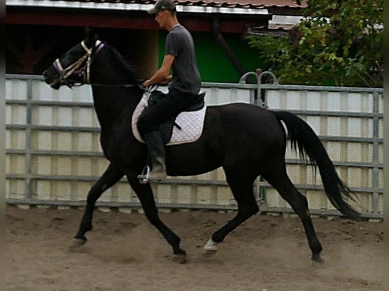 Weitere Warmblüter Stute 5 Jahre 155 cm Rappe in Buttst&#xE4;dt