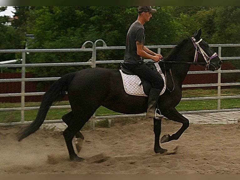 Weitere Warmblüter Stute 5 Jahre 155 cm Rappe in Buttst&#xE4;dt