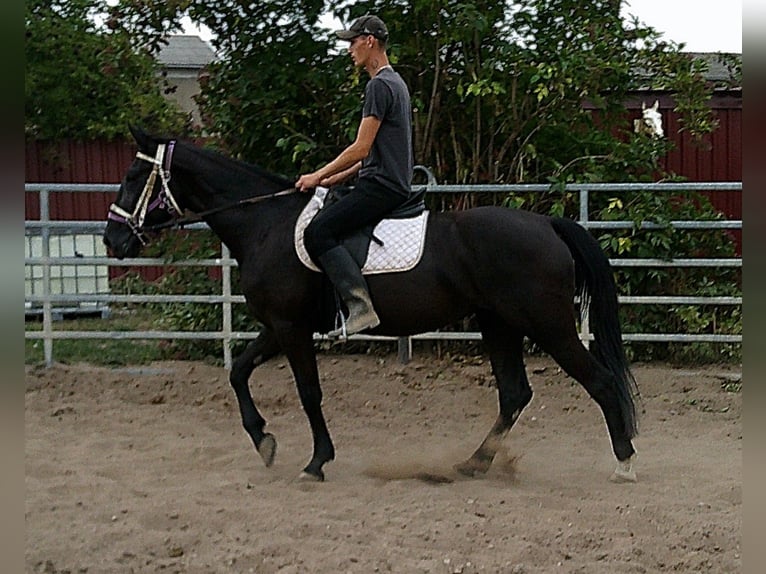 Weitere Warmblüter Stute 5 Jahre 155 cm Rappe in Buttst&#xE4;dt