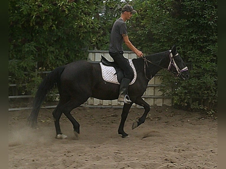 Weitere Warmblüter Stute 5 Jahre 155 cm Rappe in Buttst&#xE4;dt