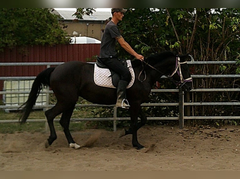 Weitere Warmblüter Stute 5 Jahre 155 cm Rappe in Buttst&#xE4;dt