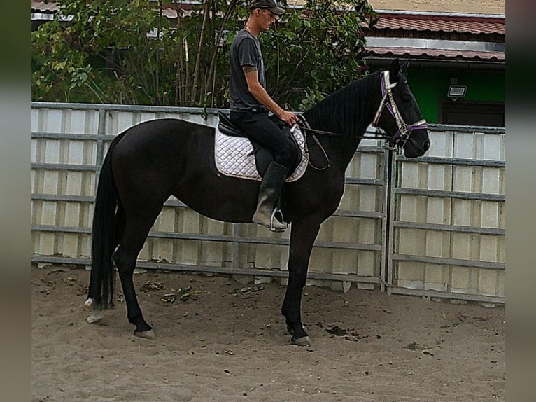 Weitere Warmblüter Stute 5 Jahre 155 cm Rappe in Buttst&#xE4;dt