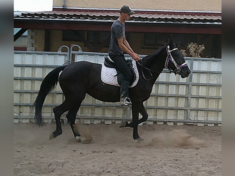 Weitere Warmblüter Stute 5 Jahre 155 cm Rappe in Buttst&#xE4;dt