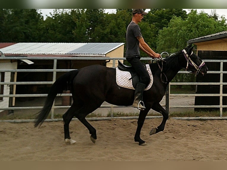 Weitere Warmblüter Stute 5 Jahre 155 cm Rappe in Buttst&#xE4;dt