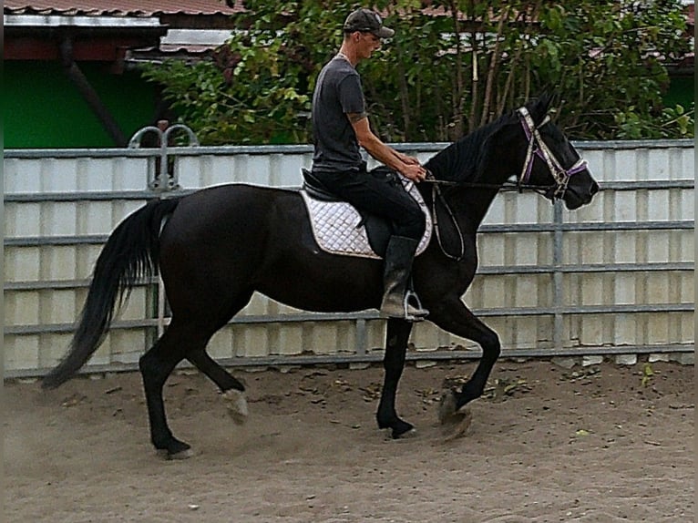 Weitere Warmblüter Stute 5 Jahre 155 cm Rappe in Buttst&#xE4;dt