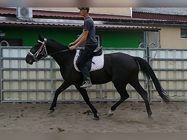 Weitere Warmblüter Stute 5 Jahre 155 cm Rappe in Buttst&#xE4;dt