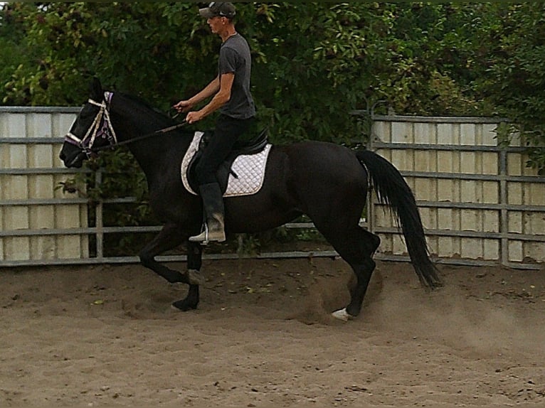 Weitere Warmblüter Stute 5 Jahre 155 cm Rappe in Buttst&#xE4;dt