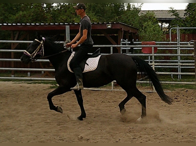 Weitere Warmblüter Stute 5 Jahre 155 cm Rappe in Buttst&#xE4;dt
