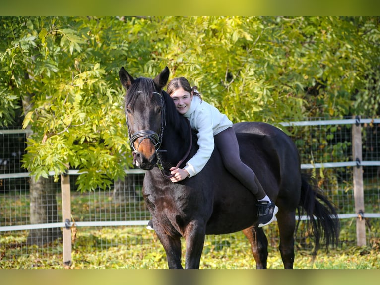 Weitere Warmblüter Mix Stute 5 Jahre 157 cm Brauner in Klingenbach / Klimpuh