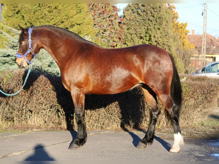 Weitere Warmblüter Stute 5 Jahre 158 cm Brauner in Békés