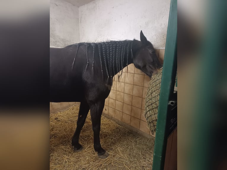 Weitere Warmblüter Stute 5 Jahre 158 cm Schwarzbrauner in Tragwein