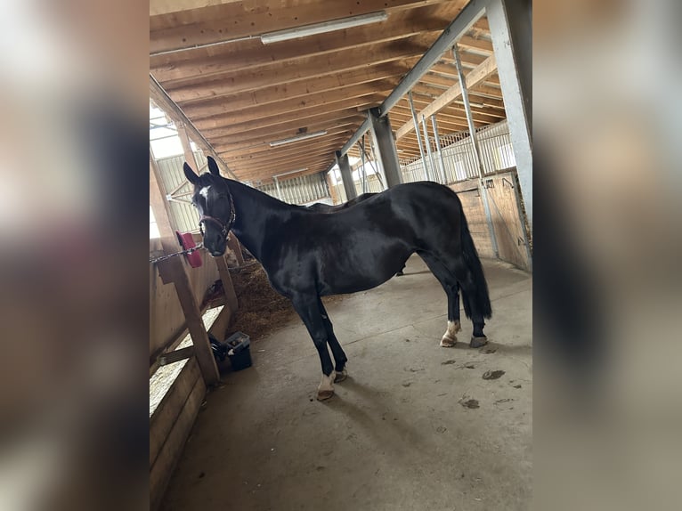 Weitere Warmblüter Stute 5 Jahre 160 cm Rappe in Niedereschach